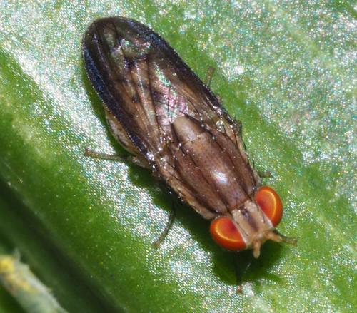 Setulina sp.